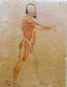 anatomical study of osteology and myology